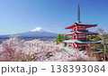 [Yamanashi Prefecture, Fujiyoshida City] Cherry blossoms in bloom at Arakurayama Sengen Park; a spectacular view from the observation deck. 138393084
