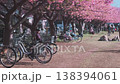 Bicycles parked under blooming sakura trees in spring, static. Pink cherry blossoms culture in quiet Japanese park. Blurred people resting, enjoy pink at city park nature. Blooming culture in Japan 138394061