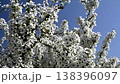 The blue spring sky and the white flowers of the spirea. 138396097