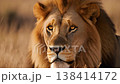 Close-up portrait of a majestic male lion with a golden mane, looking intently in the warm light of the African savanna. 138414172