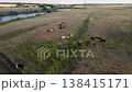 Idyllic Landscape: Cows on a Meadow, Hills, and River. 138415171