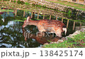 A sika deer steps to a calm pond in Nara, Japan, lowers its muzzle to drink, ripples spread, stone embankment and temple posts reflect in warm late afternoon light. 138425174