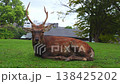 A reddish brown stag reclines as a spotted fawn approaches on a mowed lawn in Nara, Japan, with temple like roof and city buildings, soft light, shallow depth of field. 138425202