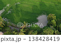 Drone shot drone view over Balik Pulau rice paddies with standing water, coconut trees and irrigation channels. 138428419
