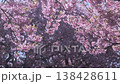 Pink sakura blossoms swaying in wind against blurred cherry blossoms bokeh background. Frame of blossoming tree branches in spring. Gentle floral composition. Delicate petals in light Japanese nature 138428611