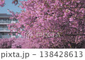 Lush pink sakura branches in full bloom set against residential buildings in Japan. Dense cherry blossoms in urban backdrop. Bright spring light in petals. Hanami season in Japanese neighborhood 138428613