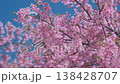 Close up, blooming pink sakura flowers on vivid blue sky, with small bird delicately feeding on nectar among blossoms. Sunlight in soft petals textures. Tranquil spring in natural Japan harmony 138428707