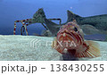 Izukasago and other deep-sea creatures (with sound) 138430255