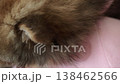 一隻可愛的博美幼犬在家中快樂地玩耍。 一隻可愛的博美幼犬在家中快樂地玩耍。 138462566