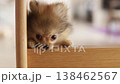 一隻可愛的博美幼犬在家裡的客廳裡快樂地玩耍。 一隻可愛的博美幼犬在家裡的客廳裡快樂地玩耍。 138462567