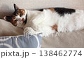 Beautiful domestic tricolor cat with yellow (amber) eyes lies on the back of the sofa and looking at the camera. Selective focus, close-up. Slow motion. 138462774