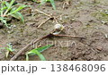 Indian snail working slow in garden Indian snail working slow in garden 138468096
