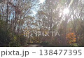輝く山林 138477395