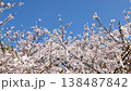 Cherry Blossoms	 138487842