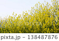 Rape blossoms 138487876