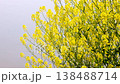 Rape blossoms 138488714