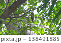A female Asian Emerald Cuckoo perches on a fig tree branch to preen its feathers. Video 59.94fps 138491885