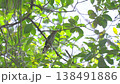 A female Asian Emerald Cuckoo hops on a fig tree branch, searching for food. 138491886