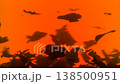 tea leaves sink to the bottom 138500951