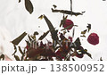 fruity berry flavored tea 138500952