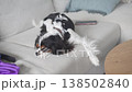 A woman sits on a sofa at home and gently pets her Cavalier King Charles Spaniel, showing warmth 138502840