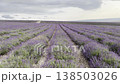Lavender field view in summer afternoon light 138503026