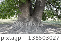Large tree with thick trunk in open area 138503027