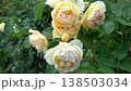 Viewing yellow roses blooming in a garden 138503034