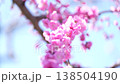 [8K to 4K] A scene of delicate pink plum blossoms blooming in the soft light of spring. 138504190