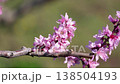 [8K to 4K] A magnificent seasonal scene of peach blossoms in full bloom, heralding the arrival of spring. 138504193