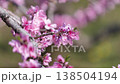 [8K to 4K] A beautiful scene of peach blossoms in full bloom, bathed in the soft sunlight of early spring. 138504194