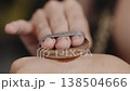 Makeup artist applies foundation on a hand using a circular sponge close up, showcasing a professional technique for achieving a smooth and flawless finish in cosmetic application 138504666