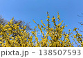 Golden forsythia flowers in full bloom on sun-drenched branches against a clear blue sky sway in the breeze, conveying the vibrant energy and freshness of early spring.  138507593