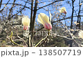 White Magnolia denudata flowers sway slowly in the breeze on their branches against a blue sky. Spring video wallpapers capture the serene beauty of early spring.  138507719