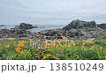 「青森県」渚に花咲く初夏の種差海岸の風景 八戸市 「青森県」渚に花咲く初夏の種差海岸の風景 八戸市 138510249