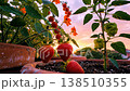 Sunset terrace strawberry plants bathed in magenta sky, terracotta pots holding ripe berries and trailing cherry tomatoes, dramatic evening 138510355
