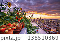 Strawberry pots on rooftop overlooking skyline at dusk with dramatic purple clouds, sunflower and tomato plants in terracotta containers, 138510369