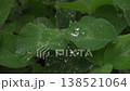 Raindrops on a leaf merging to form a larger droplet (close-up, macro, surface tension, moisture) 138521064