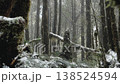Snow-Dusted Mossy Cedar Forest in Misty Taiping Mountain Taiwan 138524594