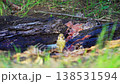 European Greenfinch (chloris chloris) splashing in the water. Slow motion. 138531594