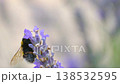 Bumblebee on lavender plant in bloom. Soft pastel 138532595