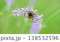 Bee on blooming lavender with delicate purple 138532596
