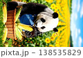 熊貓檢查玉米收割品質的CGI動畫（垂直螢幕影片） 138535829