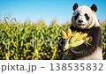 熊貓抱著收割的玉米（農業）[橫向/背景虛化] 138535832