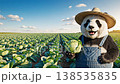 熊貓驕傲地展示收穫的捲心菜的CG圖像（農業） 138535835