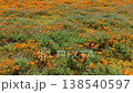 カリフォルニアポピーの景色1 138540597