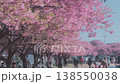 Unrecognizable people enjoying walk under pink cherry blossoms in Japanese park nature in sunny spring. Sakura bloom petals at hanami blossom season. Crowd travel in traditional celebration outdoors 138550038