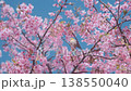 Close up, pink cherry blossoms against clear blue sky. Small bird drinking nectar from flowers. Soft sunlight in petals on tree branch. Peaceful spring with blooming sakura in Japan hanami season 138550040