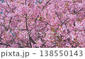 Pink sakura blossoms completely fill frame, close up. Dense floral texture. No people. Spring birds in sakura blossoms move among flowers. Peaceful Japanese spring during cherry blossom bloom 138550143