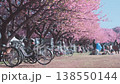Bicycles parked under pink cherry blossoms during sakura festival in Japan. Blooming trees line in quiet park. Soft petals fall. Spring season blossom in traditional hanami culture. Blooming landscape 138550144